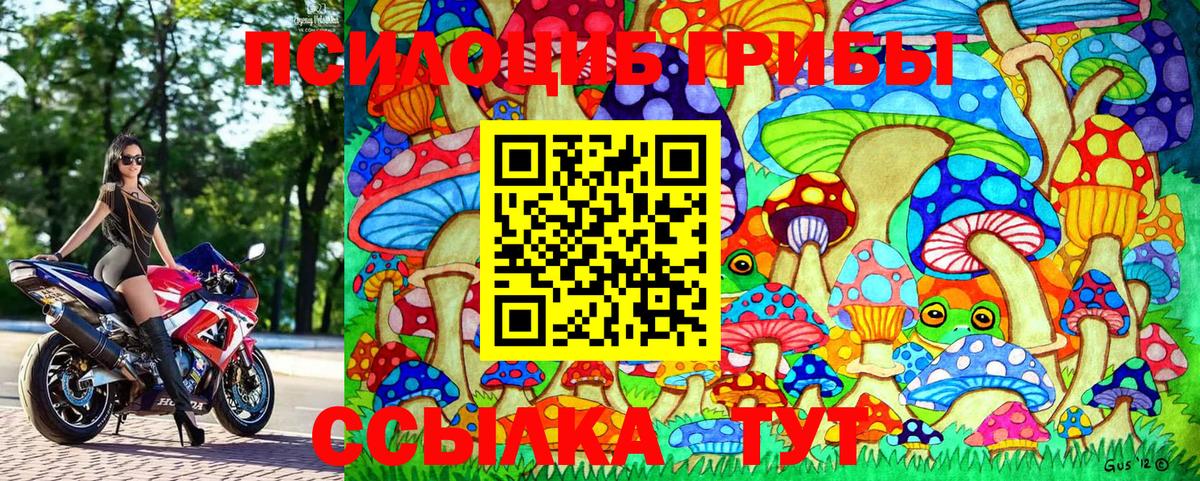 Псилоцибиновые грибы Psilocybe Новоалтайск