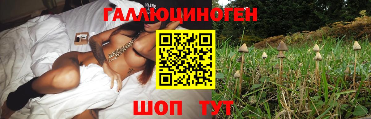 Галлюциногенные грибы прущие грибы  Псилоцибиновые грибы мицелий  где купить   Новоалтайск 